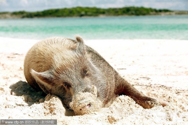 Babe the pet boar sleeps on the beach of a private island in the Bahamas. Idyllic life of a pet boar in Bahamas