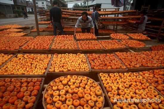 Harvest time for persimmons, South China