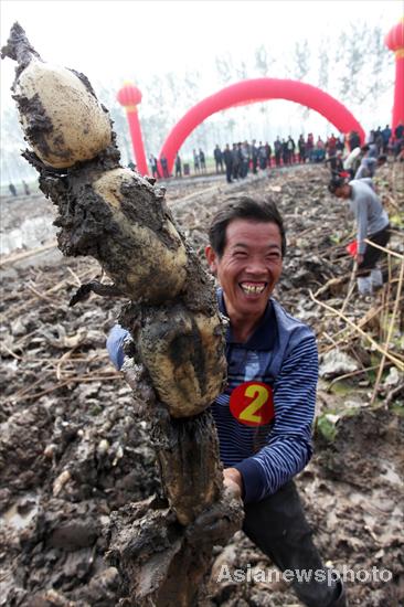 A villager shows the lotus root he dug out in Pengdian town, Yanling county of Henan province, Oct 31, 2011. Biggest lotus root crowned in C China