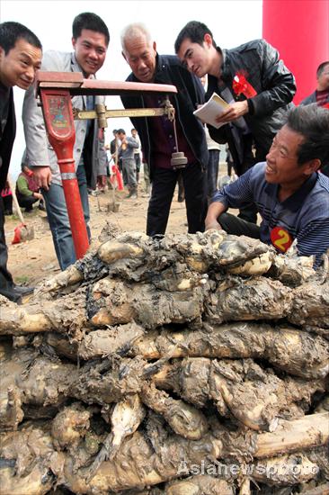 Judges weigh the lotus roots dug by competitors during a competition, Oct 31, 3011. Biggest lotus root crowned in C China