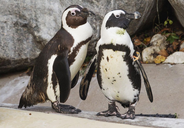 African penguins Pedro (R) and Buddy interact with each other at the Toronto Zoo in Toronto Nov 8, 2011. Gay penguins to be separated for preserving species
