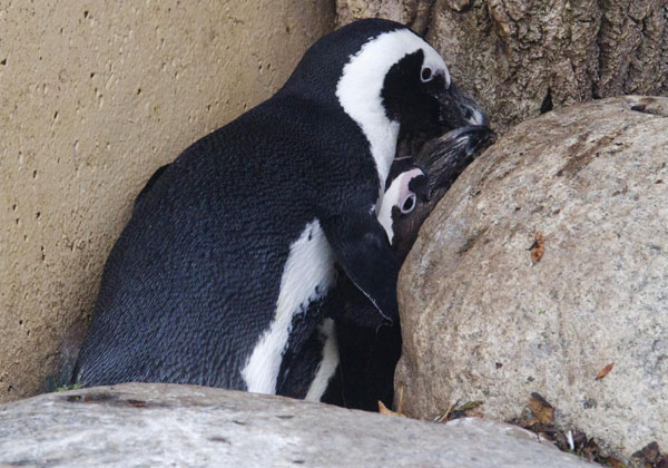 African penguins Pedro (L) and Buddy interact with each other at the Toronto Zoo in Toronto Nov 8, 2011. Gay penguins to be separated for preserving species