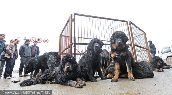 Dozens of Tibetan mastiffs were on sale in Chongqing, Nov 15, 2011. Street sale of dozens of Tibetan mastiffs