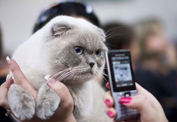 A woman takes a picture of a cat during an international cat exhibition held in Rishon Lezion, near Tel Aviv December 17, 2011. Cat exhibition held in Israel