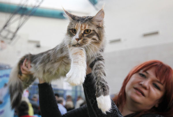 A cat is held up during an international cat exhibition in Rishon Lezion, near Tel Aviv December 17, 2011. Cat exhibition held in Israel