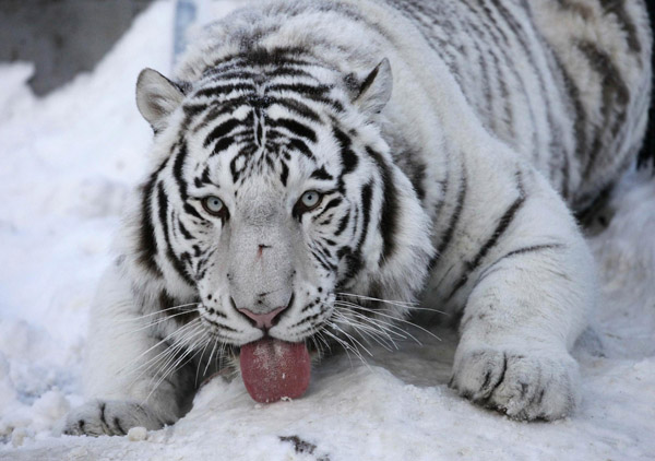 Lions and tigers in Russian zoo Lions and tigers at Russian zoo