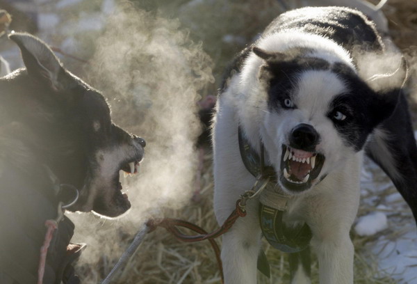 Weekly Animal Photos (1.9 -16)