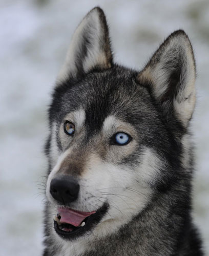 A Husky with different coloured eyes is seen before the 29th annual Aviemore Husky Sled Dog Rally beside Loch Morlich, Aviemore, Scotland January 19, 2012. Huskies prepare for rally in Scotland