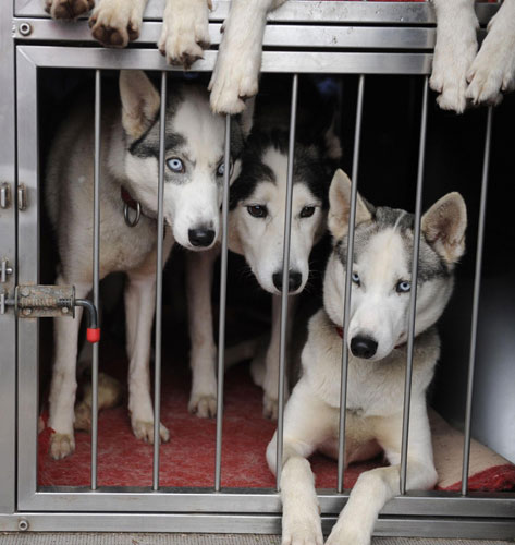 Huskies wait in the back of a van as preparations are made for the 29th annual Aviemore Husky Sled Dog Rally beside Loch Morlich, Aviemore, Scotland January 19, 2012. Huskies prepare for rally in Scotland