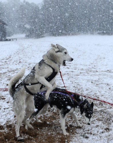 Huskies prepare for rally in Scotland
