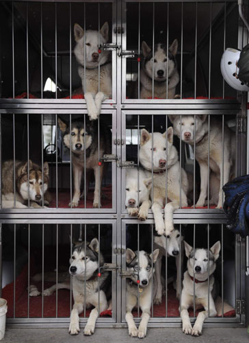 Huskies prepare for rally in Scotland