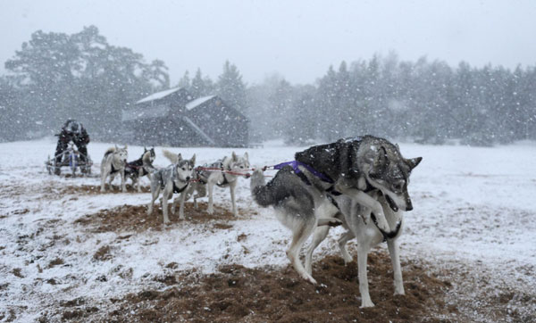 Huskies prepare for rally in Scotland