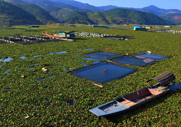 Invasive water plants clogging E China river