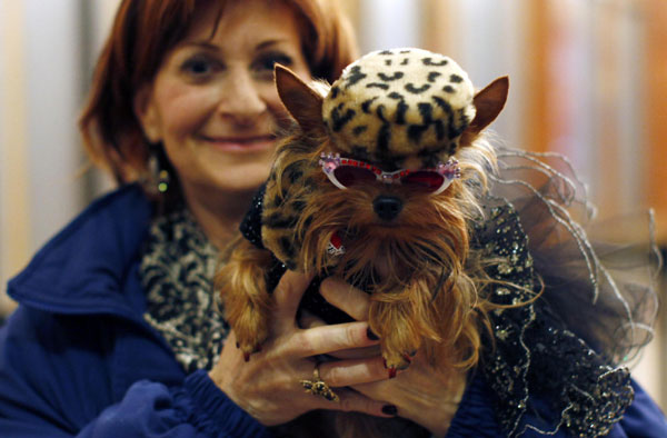 Dog geared up for show