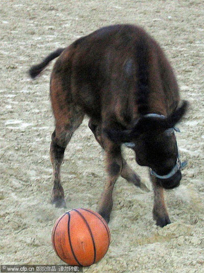 Buffalo as owner's 'best man'