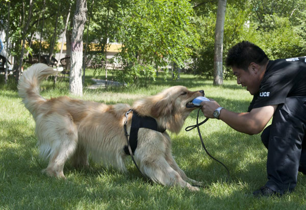 Training of detection dogs in NW China