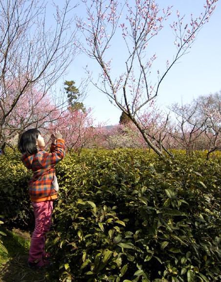 Plum blossoms seen at scenic resort in E China