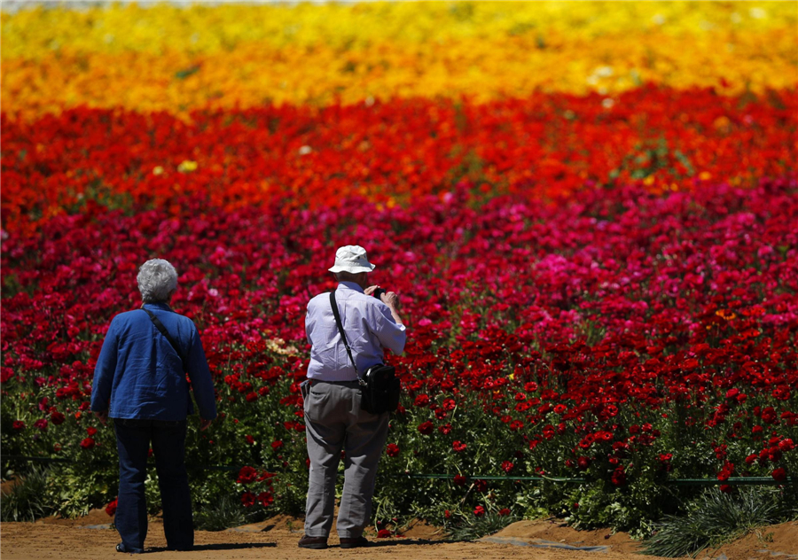 Carlsbad's flower fields