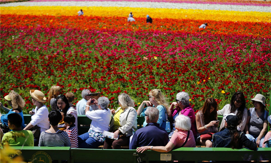 Carlsbad's flower fields