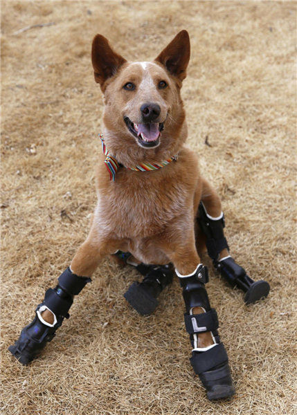 Naki'o, a mixed-breed dog with four prosthetic devices, poses for a photo in Colorado Springs April 12, 2013. Intrepid pup shows off prosthetic paws