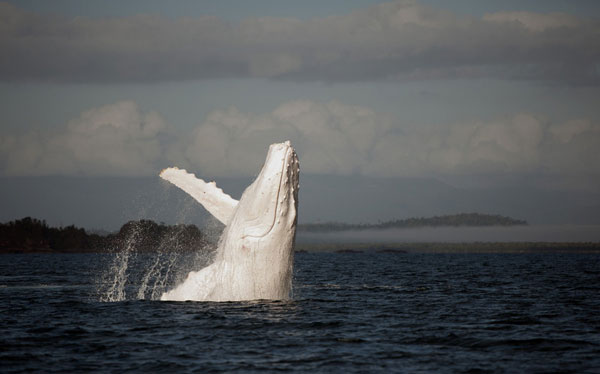 Rare humpback whale spotted in Australia