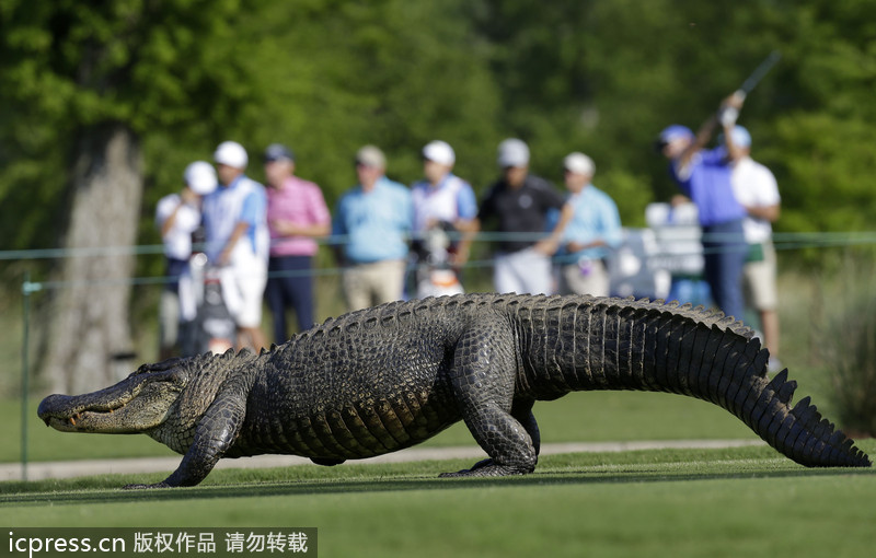 Pictures of the year 2013: Unexpected visitors on court