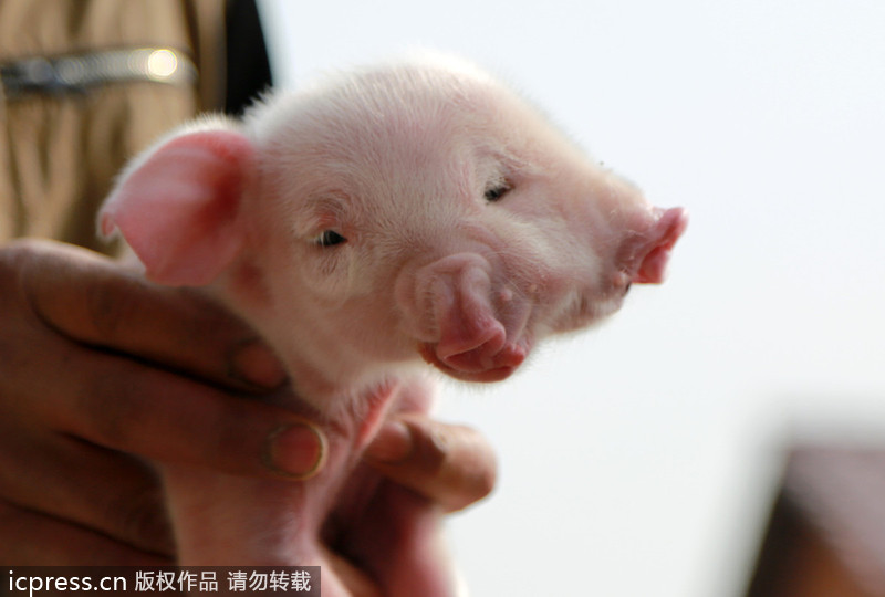 Things don't look good for this little pig