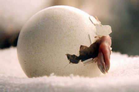 Baby penguin born in Snow City