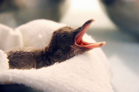 Baby penguin born in Snow City