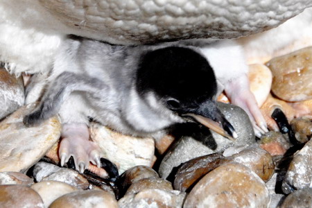 Baby penguin born in Snow City