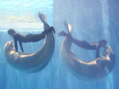 Whales perform in Harbin