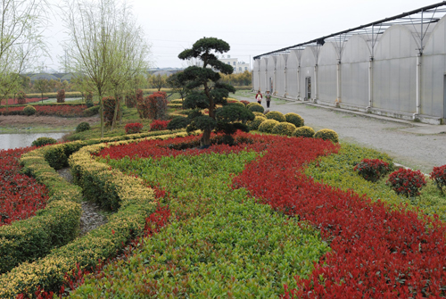 Flower production base promotes farmers' income.