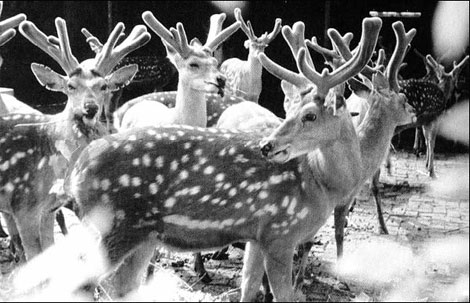 Deer are a way of life in this town in the Northeast