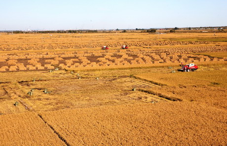 A good harvest means stable prices