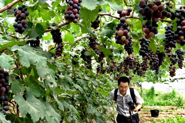 Beijing looking at a bumper grape crop