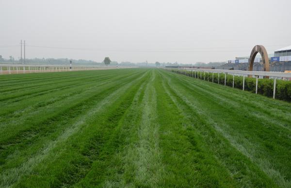 Chengdu Dubai Intl Cup purse totals 3.75 million yuan