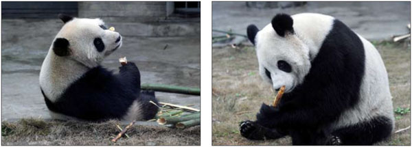 Chengdu's European connections