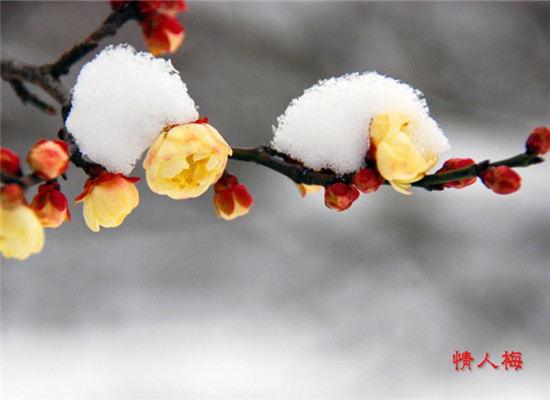 Plum in full blossom in Nanjing