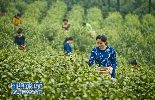 Early spring tea in Zhenjiang comes to harvest season