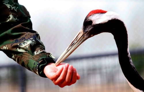 Dancing with the cranes