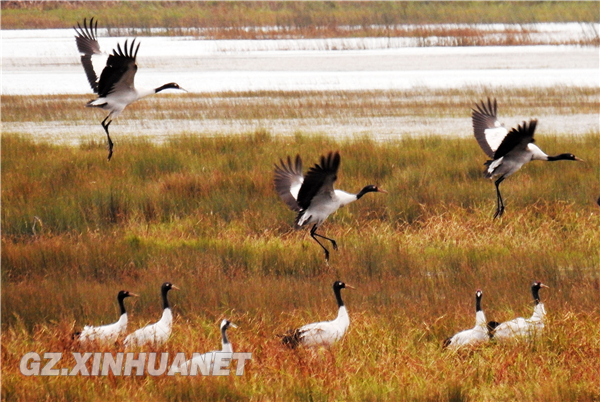 Black-necked Cranes spending winter in Caohai Lake