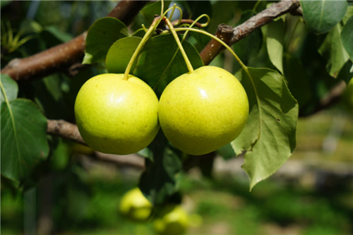 Mentougou white pear