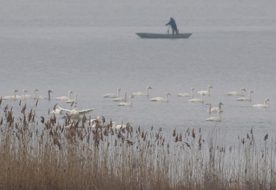 Good ecological conditions in Xuyi attract migratory birds