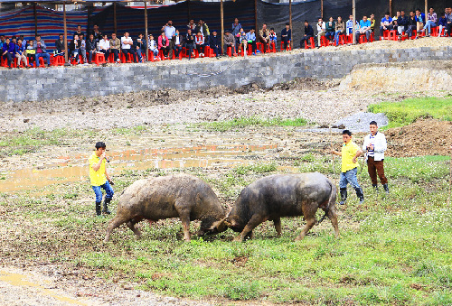 Jinchengjiang holds fifth Shoulder Pole Cultural Tourism Festival