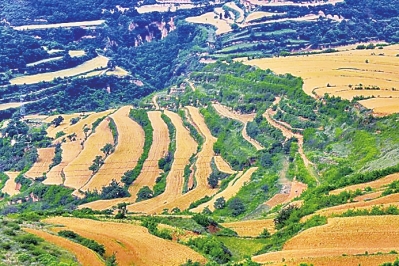 Sanmenxia sees a bumper wheat harvest