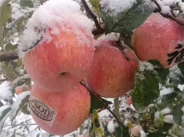 Locals wowed by Sanmenxia's first snow