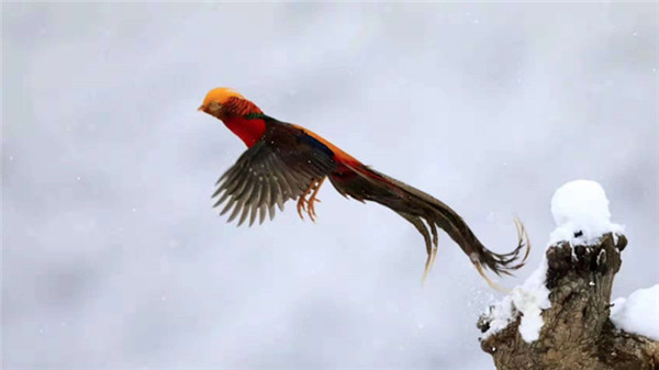 Locals wowed by Sanmenxia's first snow