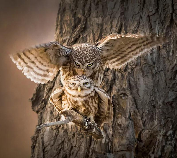 The 3rd City of Swan - Sanmenxia China International Photography Exhibition of Natural Ecology calls for photos