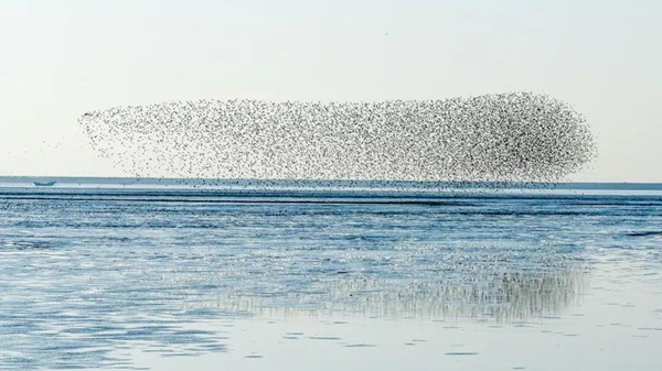 The 3rd City of Swan - Sanmenxia China International Photography Exhibition of Natural Ecology calls for photos