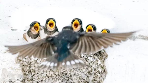 The 3rd City of Swan - Sanmenxia China International Photography Exhibition of Natural Ecology calls for photos